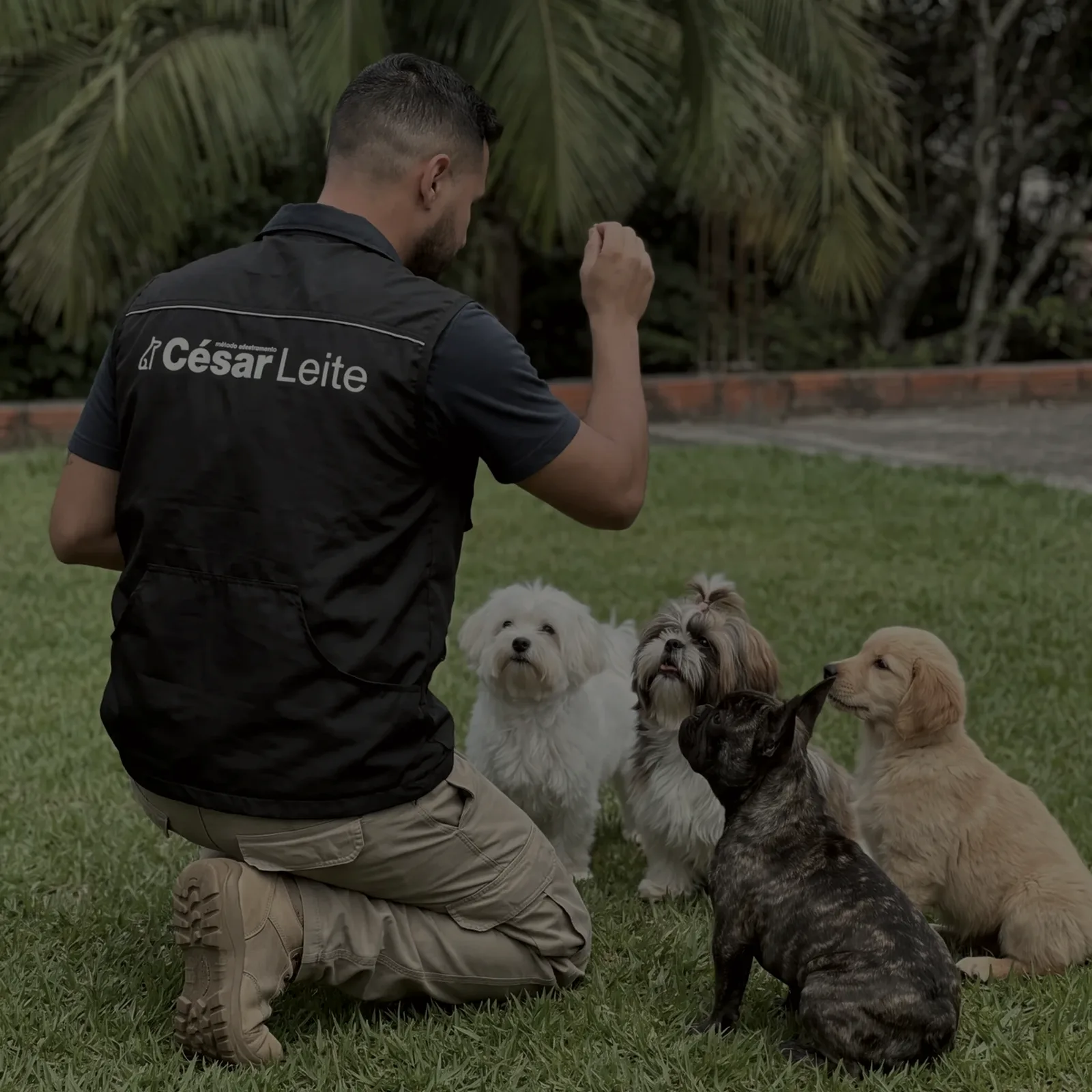 César Leite de colete preto com a marca Método César Leite nas costas, ajoelhado na grama com a mão erguida num comando, e quatro cães sentados olhando pra ele: um maltês, um shih-tzu, um buldogue francês e um filhote de golden retriever